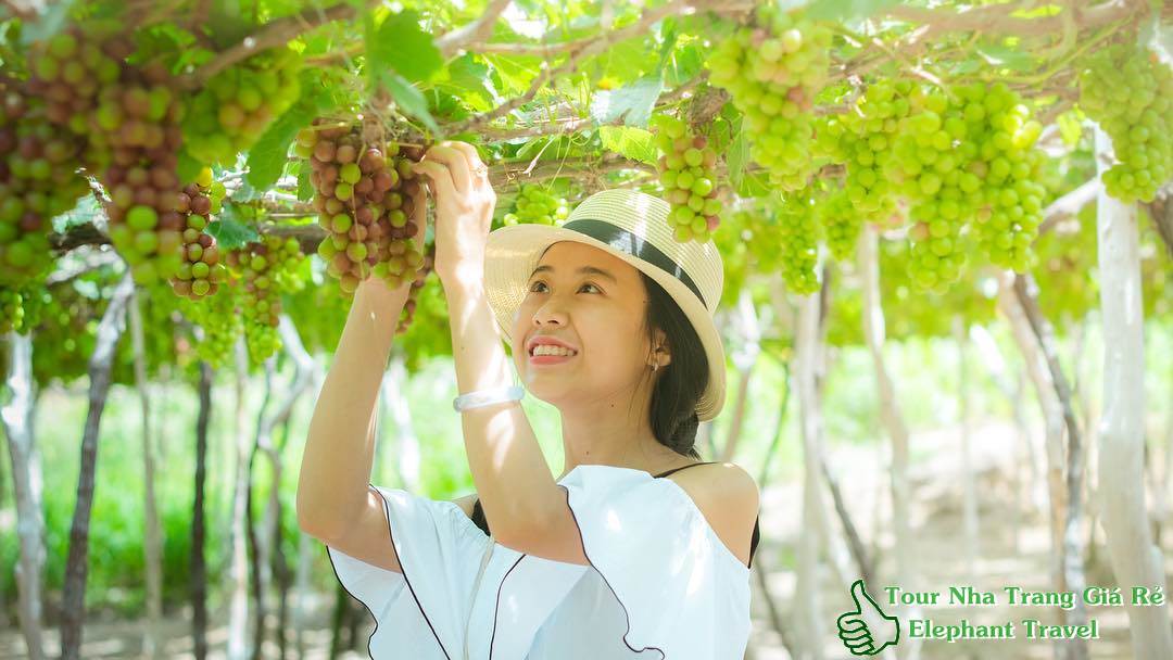 đừng quên check-in tại vườn nho ba mọi bình thuận - tour bình hưng hang rái 1 ngày