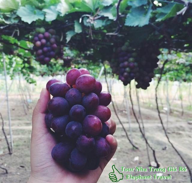 hái nho ba mọi - tour bình hưng hang rái 1 ngày