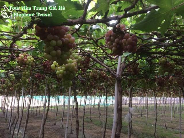 Thăm vườn nho khi tham gia tour bình hưng hang rái 1 ngày